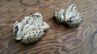 2 Small Vintage Cast Iron Frogs w/ Male and Female Parts.  Chippy Paint 5