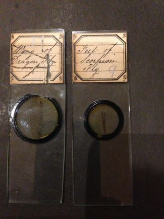 Two 2 Norman Antique Microscope Slides insect old rare types of fly parts 3