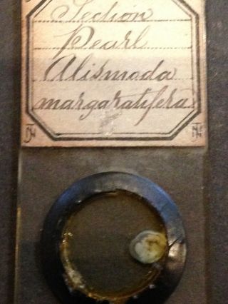 Victorian Antique Microscope Slide section Pearl margaritifera Norman rare old 3