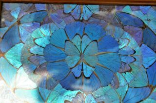 Art Deco Brilliant Blues And Greens Butterfly Wing Tray Vintage Brazil 18 X 11