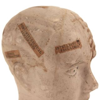 Antique Phrenology Bust c.  1850s - Chalkware & Applied Paper - Medical Oddity 10