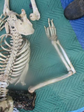 OLD Brass Mounted Medical Skeleton 3