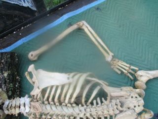 OLD Brass Mounted Medical Skeleton 4