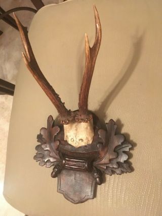 Antique wooden handcarved Black forest stag horn taxidermy antler 1900 2