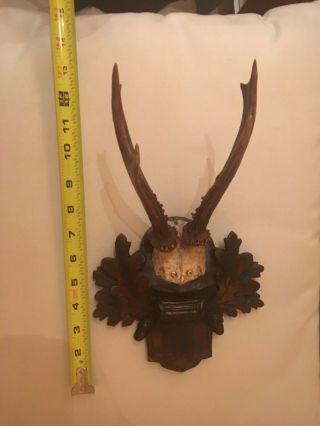 Antique wooden handcarved Black forest stag horn taxidermy antler 1900 5
