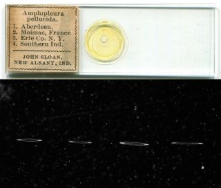 Arranged Amphipleura Diatoms By J.  Sloan,  Microscope Slide,  Test Objects