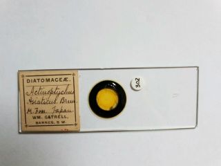Fine Antique Victorian Microscope Slide Diatoms Arranged By William Gatrell
