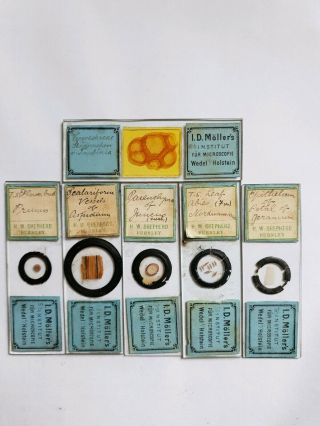 Fine Group Of 6 Victorian Microscope Slides Botanical By I.  D.  Moller 