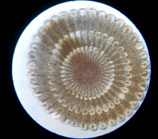 Antique Microscope Slide Marine By John Norman " Spine Of Echinus Lividus "