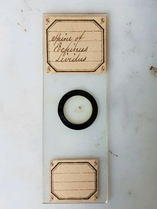 ANTIQUE MICROSCOPE SLIDE MARINE BY JOHN NORMAN 