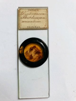 Fine Antique Victorian Microscope Slide Diatoms By " Norman "