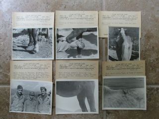25 WWII US Army CBI China Nationalist KMT Diseased Horses Veterinary Photos 5