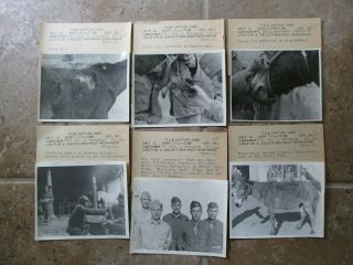 25 WWII US Army CBI China Nationalist KMT Diseased Horses Veterinary Photos 7