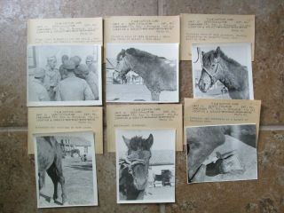 25 WWII US Army CBI China Nationalist KMT Diseased Horses Veterinary Photos 9