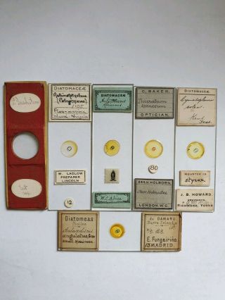 Fine Group Of 6 Victorian Microscope Slides " Diatoms " By Ladlow,  Howard Etc.