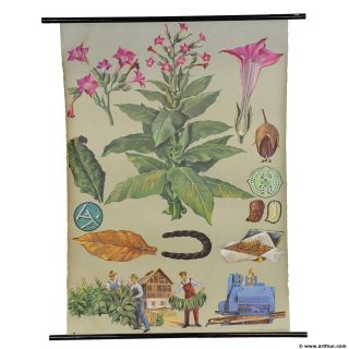 Vintage Poster Botanical Pull - Down Wall Chart Tobacco Plant Harvest Production