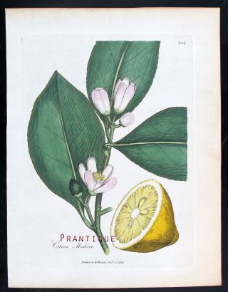 1791,  Woodville 