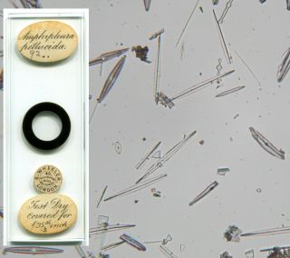 E.  Wheeler Diatoms Microscope Slide - Amphipleura,  Test Dry For 1/25th Inch
