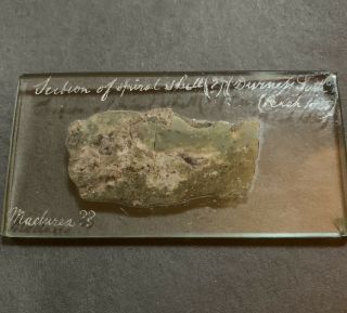 Antique Victorian Microscope Slide 1855 Diamond Etched Fossil Geology Rare Old