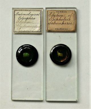 Pair Antique MICROSCOPE SLIDES by NORMAN of ELYTRON of BEETLES 2