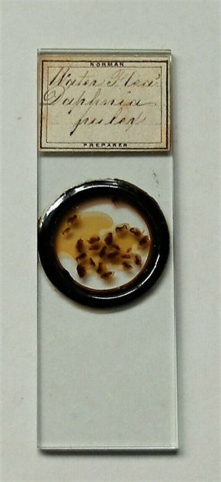 Antique MICROSCOPE SLIDE by NORMAN of WATER FLEAS 3