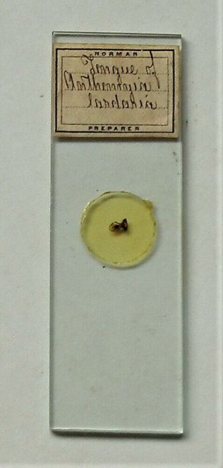 Antique MICROSCOPE SLIDE by NORMAN of TONGUE of FLY 3