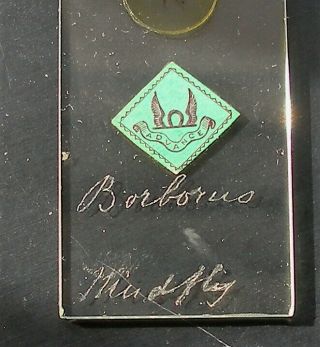 Antique Microscope Slide,  Of A Whole Mudfly (advance Label)