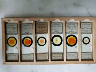 Fine Group Of 6 Victorian Microscope Slides " Botanical " By Hornell