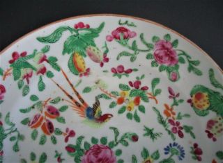 Antique Chinese Famille Rose Celadon Porcelain Plate 3