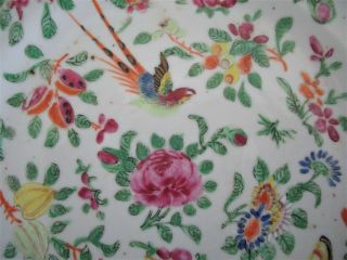 Antique Chinese Famille Rose Celadon Porcelain Plate 4