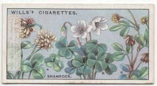 Is It True Shamrock Or Clover Plant 90,  Y/o Ad Trade Card