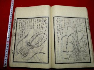 2 - 20 Kokei2 Japanese Medicine Medical Herb Woodblock Print Book