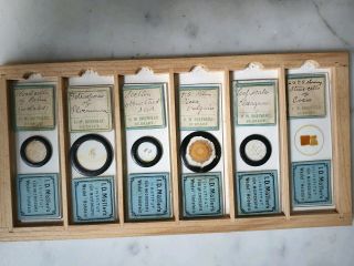 Fine Group Of 6 Victorian Microscope Slides " Botanical " By J.  D.  Moller