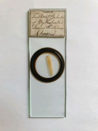 Fine Victorian Microscope Slide Marine Section Of Palate Myliobatis By Norman