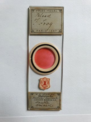Fine Antique Victorian Microscope Slide By Cole " Blood Of Frog "