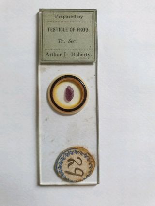 Fine Antique Victorian Microscope Slide By Arthur J.  Doherty " Testicle Of Frog "