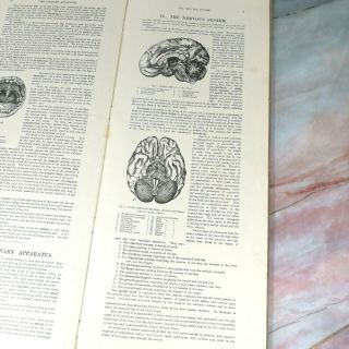 Antique Circa 1900 ' s Dr Minder ' s Anatomical Manikin of The Human Body Book 7