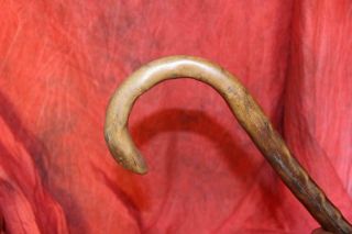 Sturdy Antique Brier Crook Cane With Huge Iron Tip