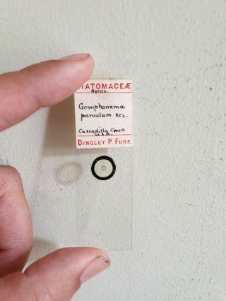 A VERY FINE SET OF 5 DIATOM MICROSCOPE SLIDES BY DINGLEY P.  FUGE 6