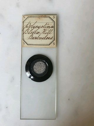 ANTIQUE MICROSCOPE SLIDE POLYCYSTINA BISSEX HILL BARBADOES BY JOHN NORMAN 2