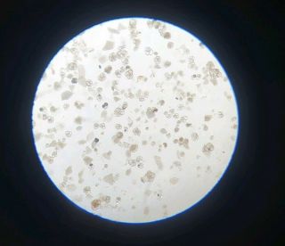 Antique Microscope Slide Foraminifera From Atlantic 2000 Fathoms