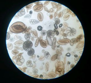 Antique Microscope Slide Foraminifera Spain 1060 Fathoms