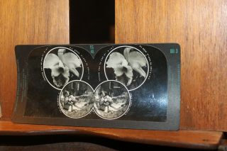 Vintage Keystone Eye Comfort Stereoscope Depth - Perception Card Exotic Beauties 5