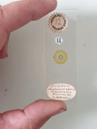 Fine Antique Microscope Slide Diatoms Hebrides By Edward G.  Howard