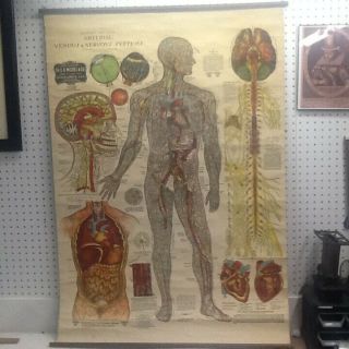 Rare 1910 Medical Chart " Arterial,  Venous,  Nervous Systems " Dr.  G.  H.  Michel