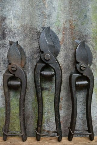 Vintage Garden Tools: 3 Pairs Of Old Parrot Beak Hand Secateurs Plant Pruning