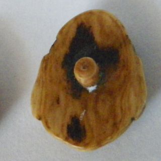 Bb EBISU Japanese Immortal Vintage[ Bos taurus]COW BONE BUTTON fine carving 2