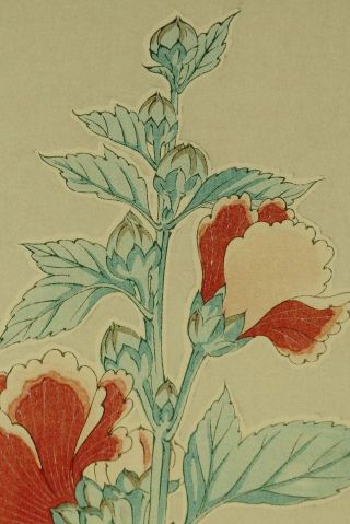 Vintage Japanese Color Woodblock Print of Flowers by SHODO KAWARAZAKI Hollyhock 3