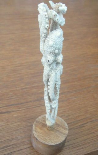 Large Mounted Tooth Shaped Hand Carved Scrimshaw Of Octopus In Deer Bone Antler
