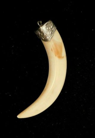 Vintage Wild Boar Tusk Tooth Pendant W Ornate Silver Trim W Dragon Unmarked